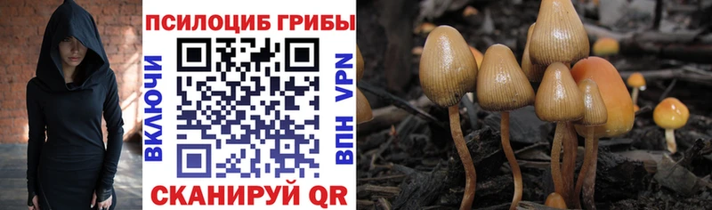 Галлюциногенные грибы Cubensis  Малая Вишера 